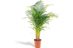 Plantas Naturales Purificadoras De Agua 71Y1KZUFTZL._AC_UL320_